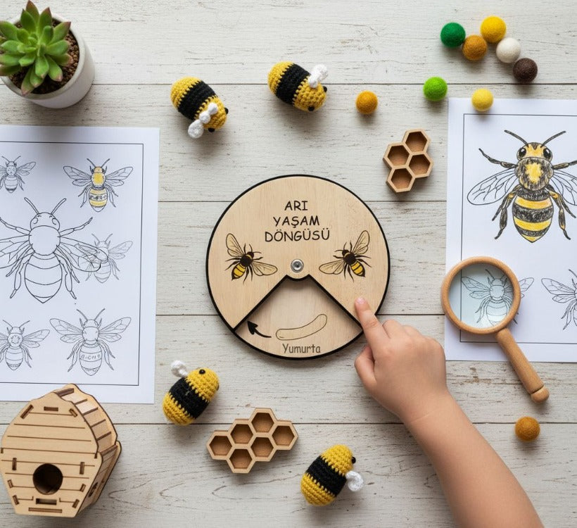 Arı Yaşam Döngüsü