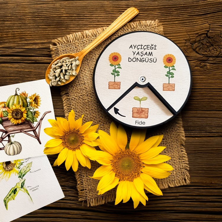 Ayçiçeği Yaşam Döngüsü