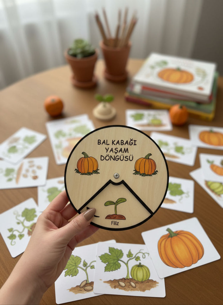 Bal kabağıYaşam Döngüsü