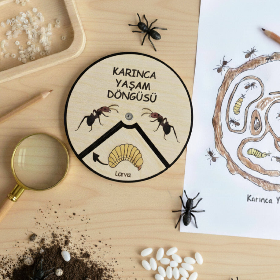 Karınca Yaşam Döngüsü