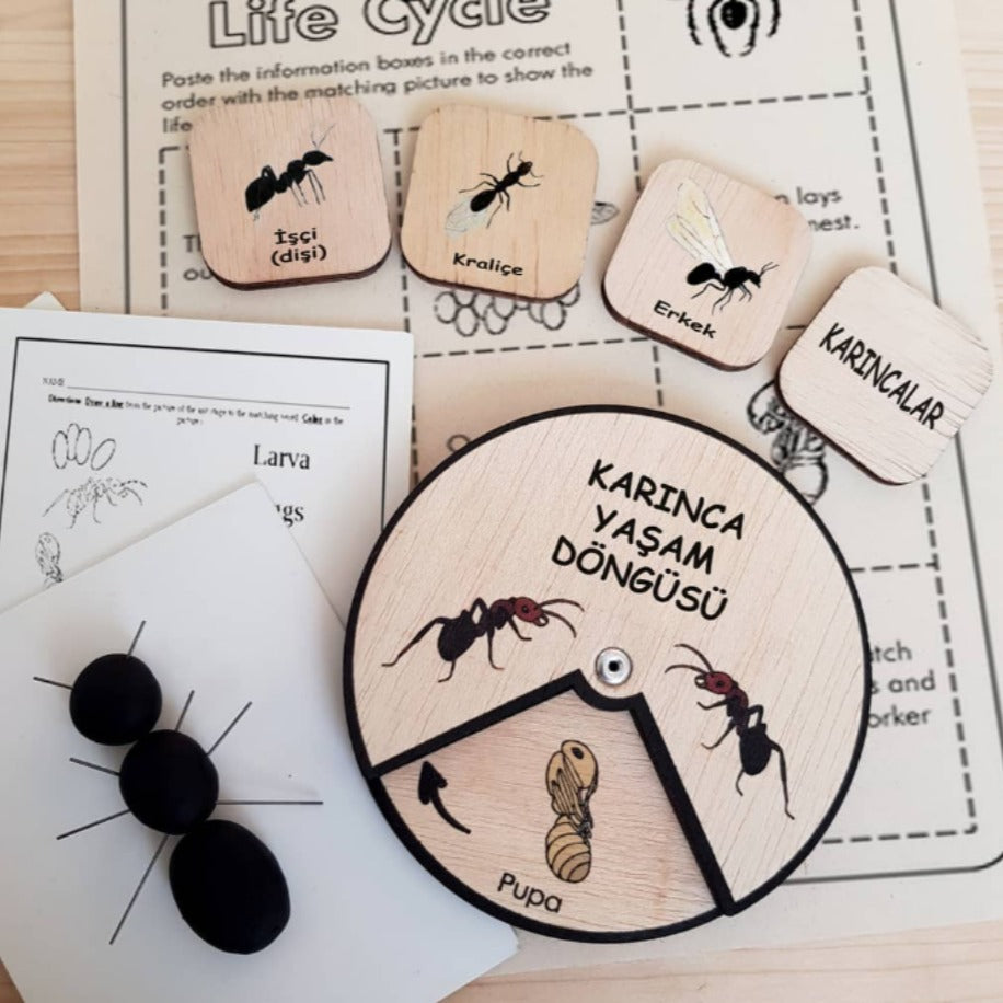 Karınca Yaşam Döngüsü