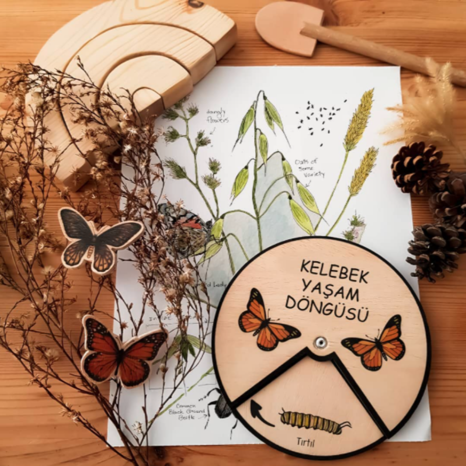 Kelebek Yaşam Döngüsü