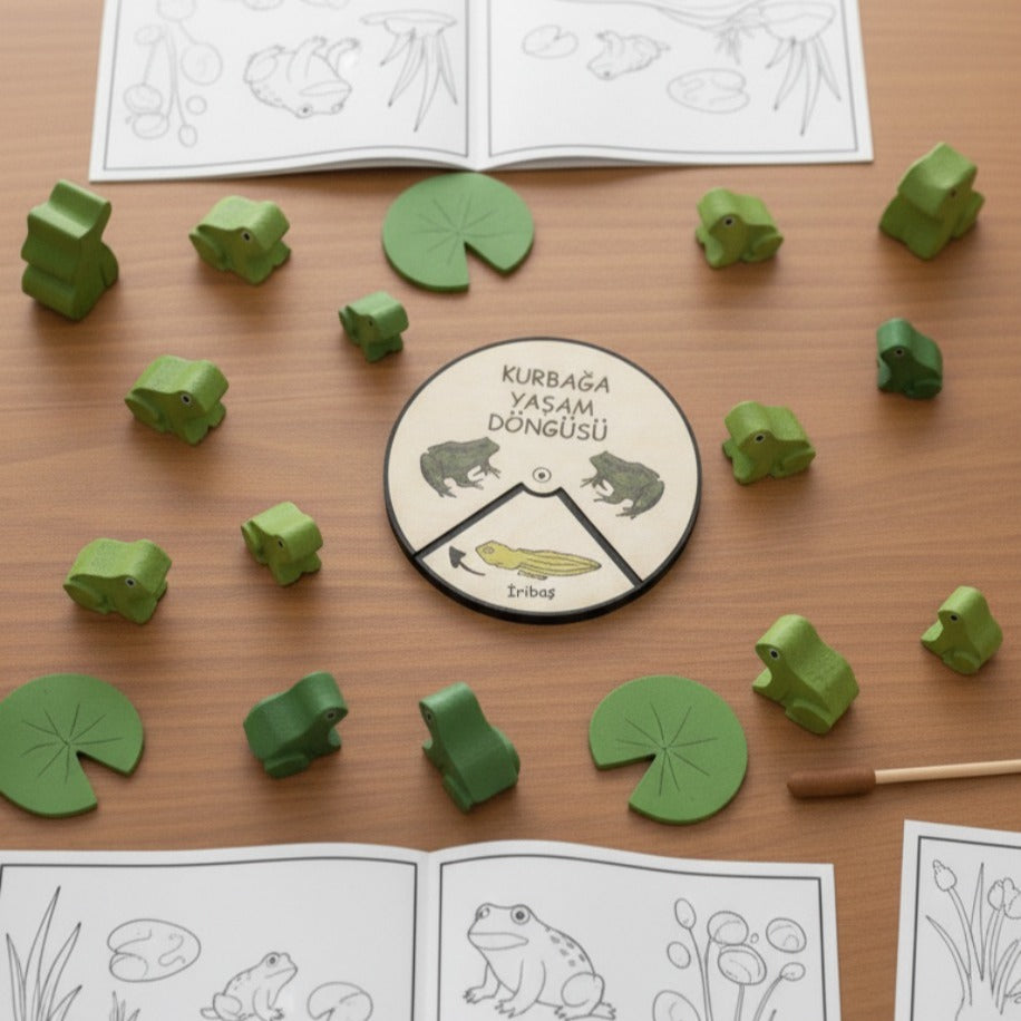 Kurbağa Yaşam Döngüsü