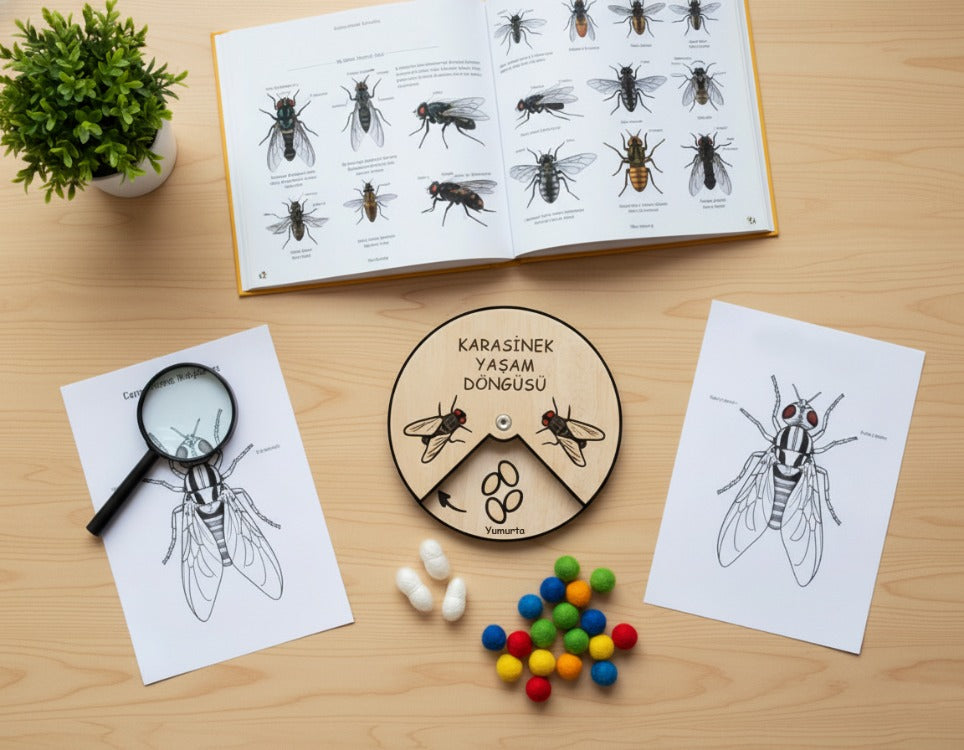 Karasinek Yaşam Döngüsü