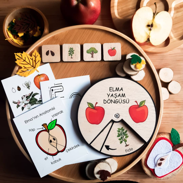 Elma Yaşam Döngüsü