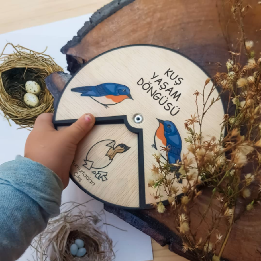 Kuş Yaşam Döngüsü