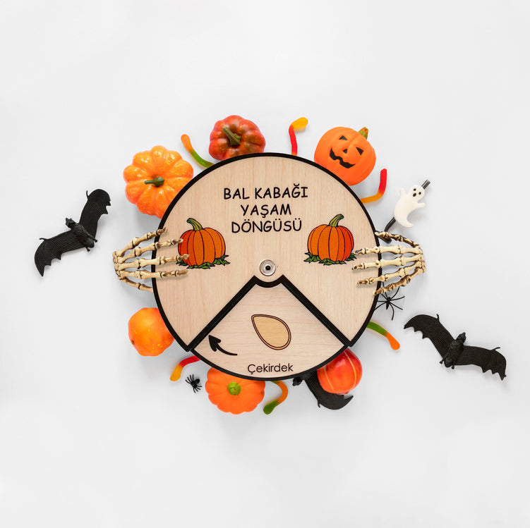 Bal kabağıYaşam Döngüsü