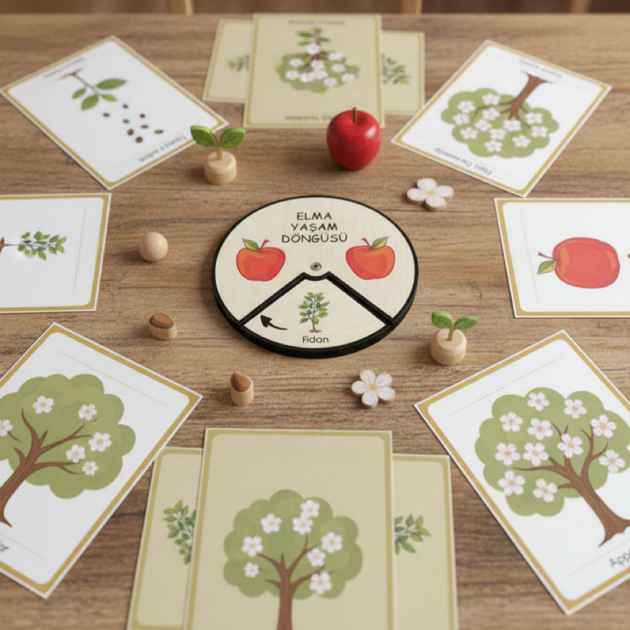 Elma Yaşam Döngüsü