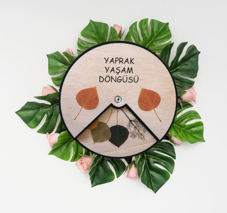 Yaprak Yaşam Döngüsü