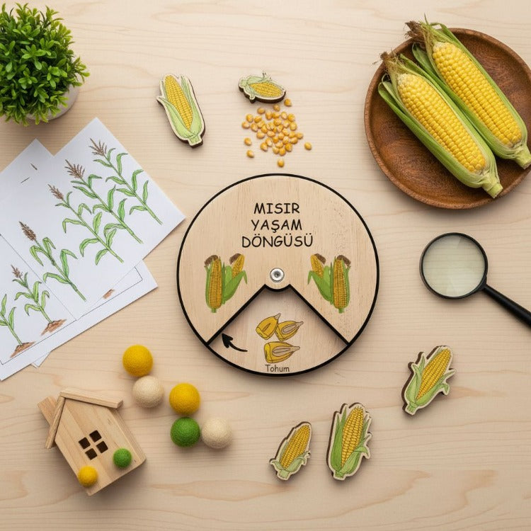 Mısır Yaşam Döngüsü