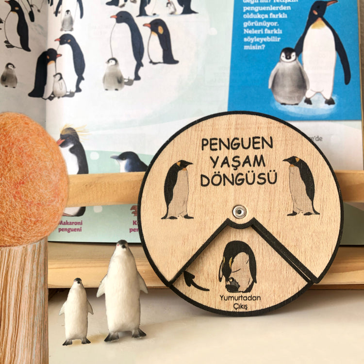 Penguen Yaşam Döngüsü