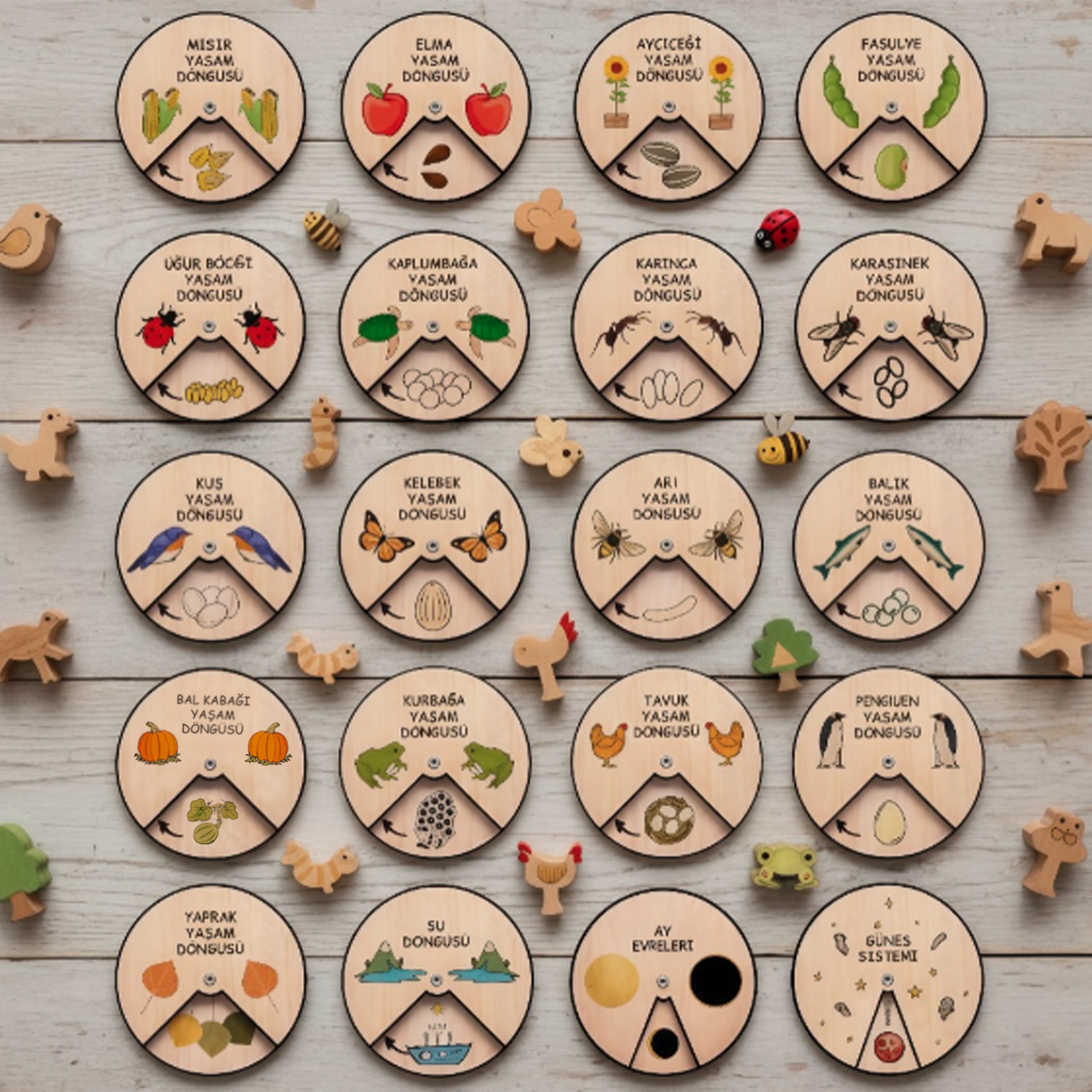 21'li Yaşam Döngüleri Seti