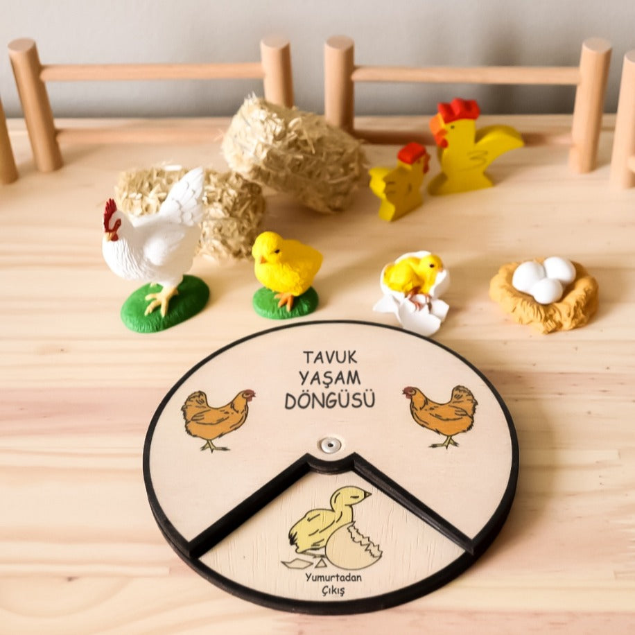 Tavuk Yaşam Döngüsü