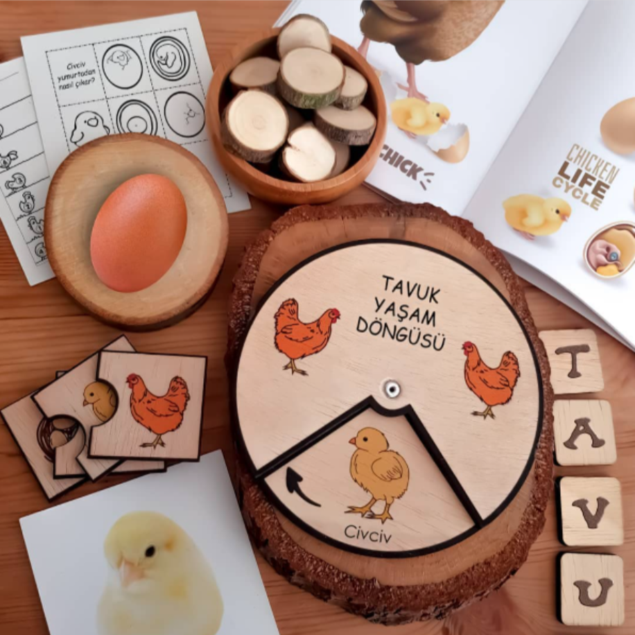 Tavuk Yaşam Döngüsü