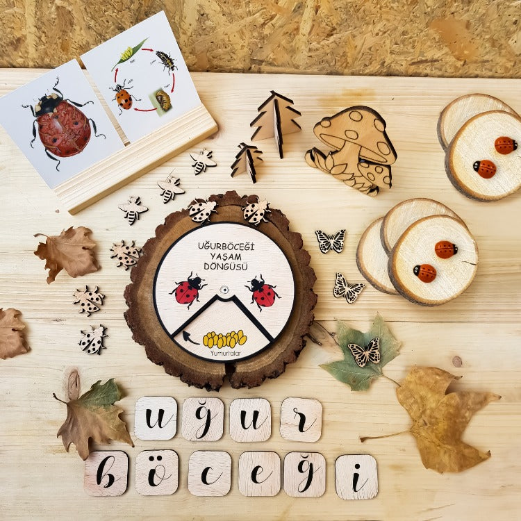 Uğur böceği Yaşam Döngüsü